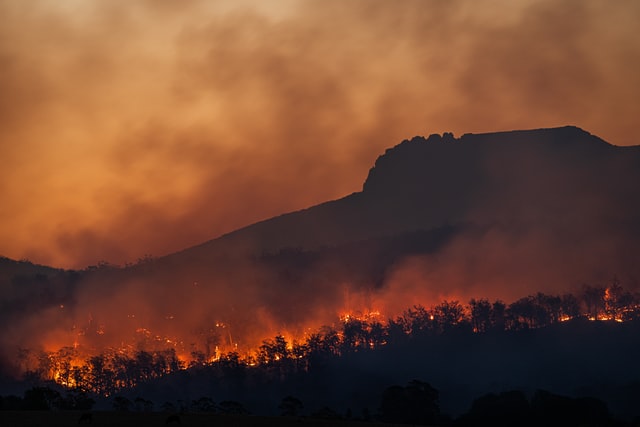 Trees and plants burning in an orange fire. Smoke fills the sky and obscures the hills and trees in the background