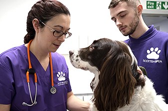 Two veterinary workers in in scrubs look after a dog. 