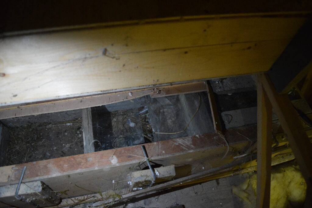 Inside a swift box viewed from Arthur's attic, with an egg in the nest